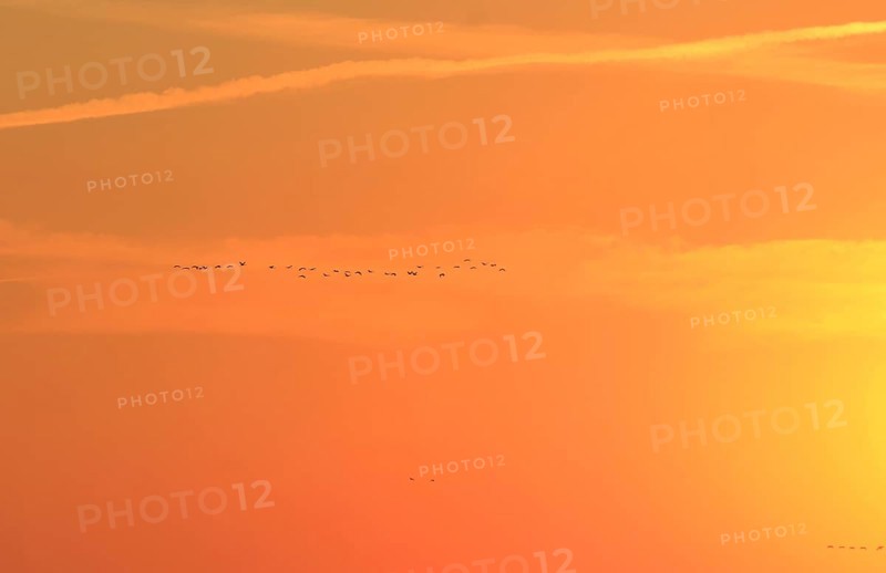 Evening sky at the Baltic Sea near Peenemünde, cranes in the sky, September, Mecklenburg-Western Pomerania, Germany, Europe