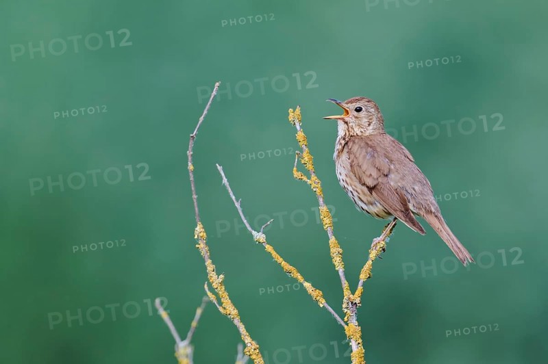Song thrush (Turdus philomelos), Lower Saxony, Germany, Europe