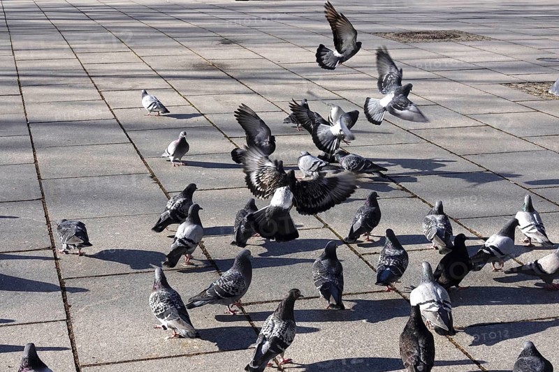City pigeons with shadow, wintertime, Saxony, Germany, Europe