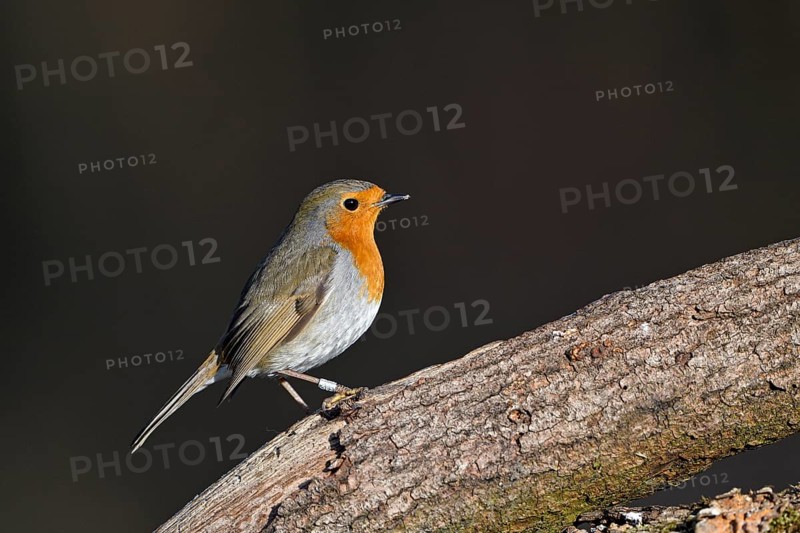European robin (Erithacus rubecula), adult bird, Dingdener Heide nature reserve, North Rhine-Westphalia, Germany, Europe