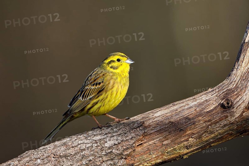 Yellowhammer (Emberiza citrinella), male, Dingdener Heide nature reserve, North Rhine-Westphalia, Germany, Europe