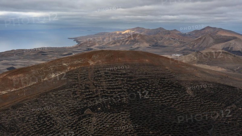 Grapevines growing in black volcanic soil in protected enclosed pits, La Geria, Lanzarote, Canary Islands, Spain, Europe