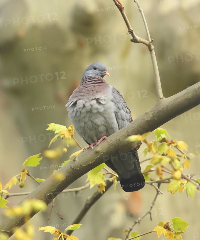 Stock Dove (Columba oenas) sitting on a branch, Rosensteinpark, Stuttgart, Baden-Württemberg, Germany, Europe