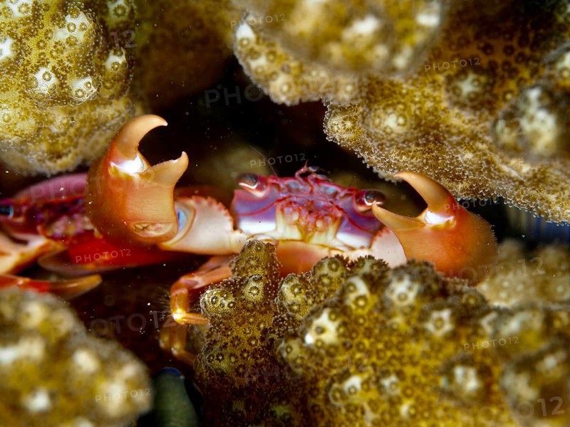 A red-orange crab, purple coral crab (Trapezia cymodoce), hiding between corals in a close-up, dive site Puri Jati, Umeanyar, Bali, Indonesia, Asia