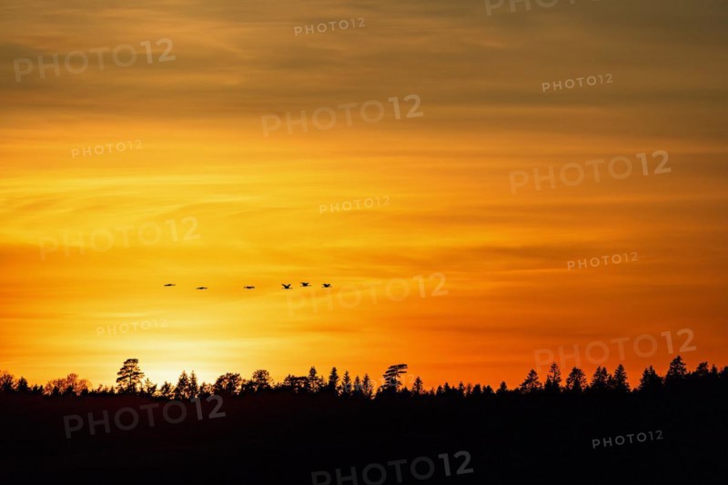 Flock of cranes in silhouette flying over forest at sunset