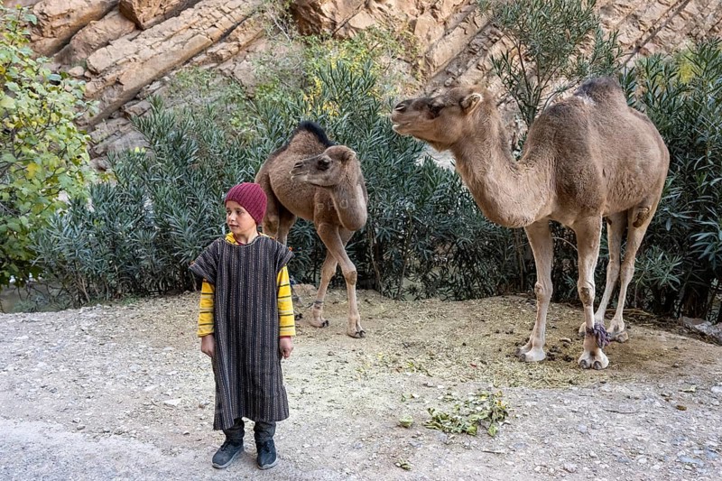Boy with two dromedary (Camelus dromedarius), Gorges du Dades, Dades Gorge, Tamellalt, Morocco, Africa