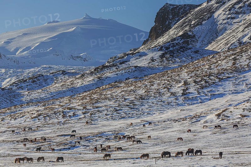 Icelandic horses standing on a barren meadow in front of a volcano, sunny, snow, winter, Snaefellsjökull, Snaefellsnes, Vesturland, Iceland, Europe