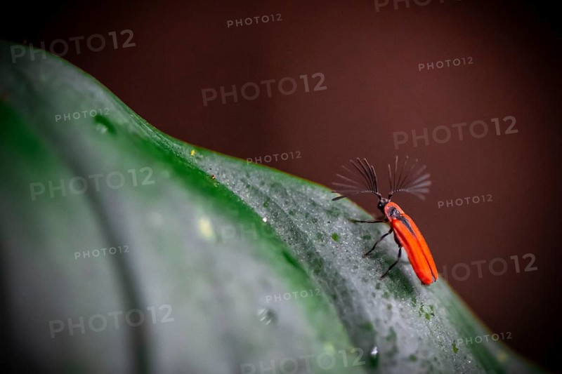 Fire-coloured beetle (Pyrochroidae) sitting on a leaf, at night in the tropical rainforest, Refugio Nacional de Vida Silvestre Mixto Bosque Alegre, Alajuela province, Costa Rica, Central America