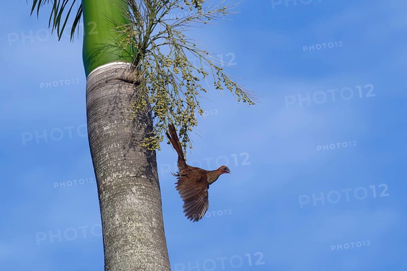 Chestnut-headed Chachalaca flying from a Royal Palm tree, Ortalis ruficeps, Amazon Basin, Brazil, South America