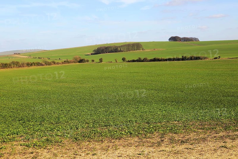 Chalk landscape on Roundway Down, North Wessex Downs, Wiltshire, England, UK