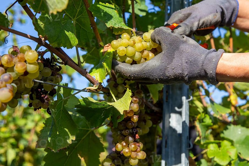 Hand-picking of Pinot Blanc grapes in the Palatinate (Norbert Groß winery, Meckenheim)