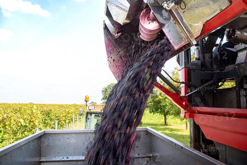 Harvest of Sankt Laurent red wine grapes in the Palatinate