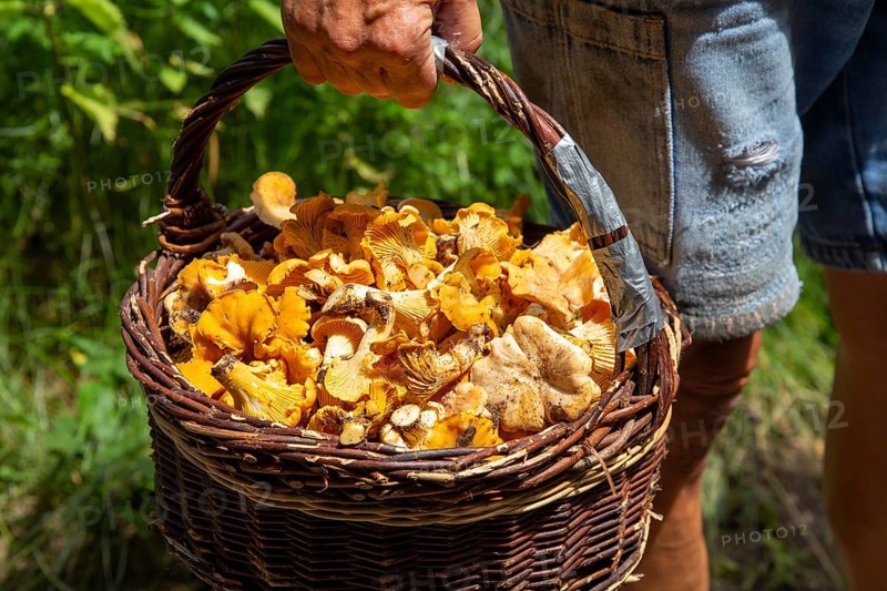 Mushroom picker with a basket full of chanterelles, seen in the Palatinate Forest near Ramberg