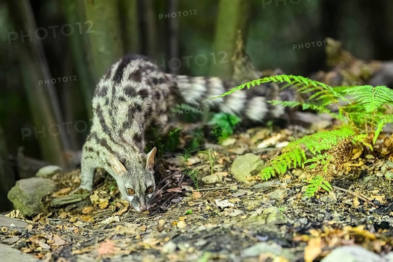 Common genet (Genetta genetta), wildlife in a forest, Montseny National Park, Catalonia, Spain, Europe