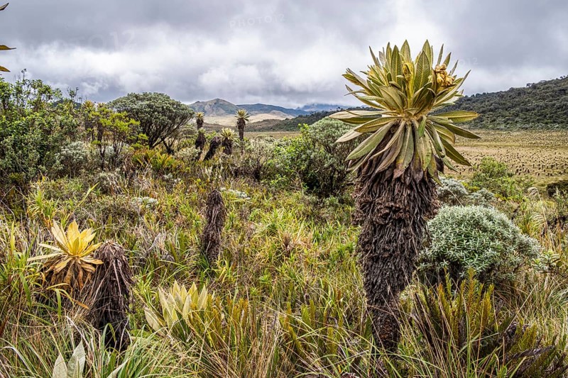 Espeletia Pycnophylla, Paramo de Gabriel Lopez, Totoro, Cauca, Colombia, South America