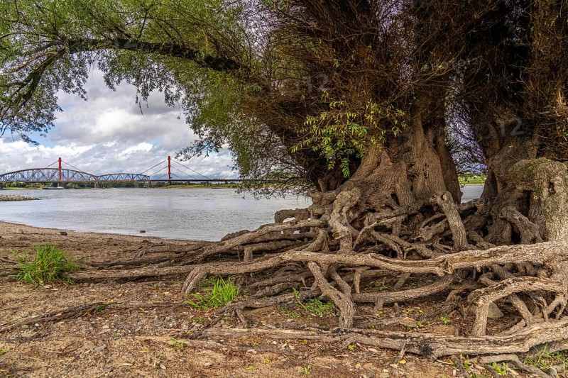 Rhine bank near Duisburg-Baerl, old silver willow, exposed roots, cargo ship, Haus-Knipp railway bridge, Beeckerwerth motorway bridge, North Rhine-Westphalia, Germany, Europe