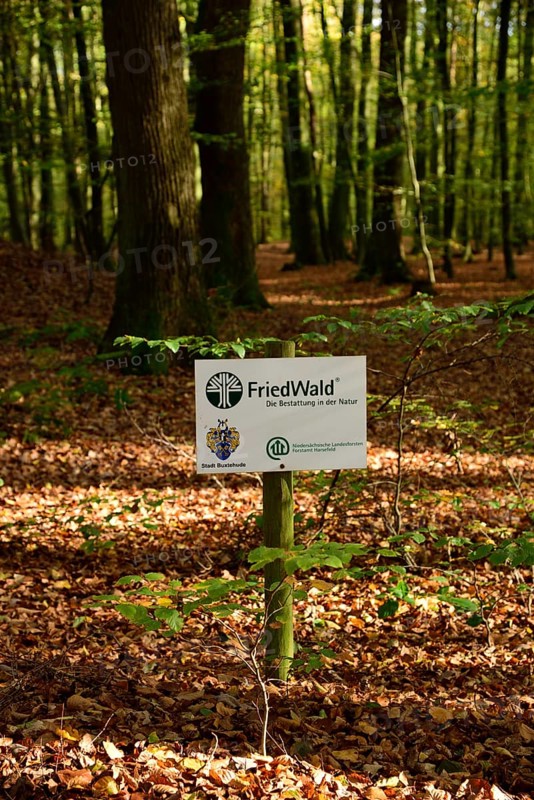 Europe, Germany, Lower Saxony, Stade district, cemetery forest in Neukloster Forst, burial in nature, Europe