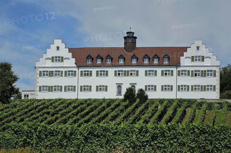 Baroque Hersberg Castle with vineyards, Immenstaad, Obersee, Lake Constance, Lake Constance region, Baden-Württemberg, Germany, Europe