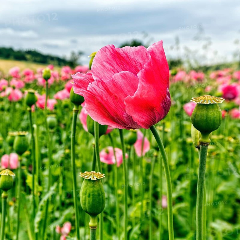 Opium poppy (Papaver somniferum), cultivation of edible poppy, poppy field, pink flowers and seed capsules, Germerode, Meißner, Geo-nature park Park Frau-Holle-Land, Hesse, Germany, Europe