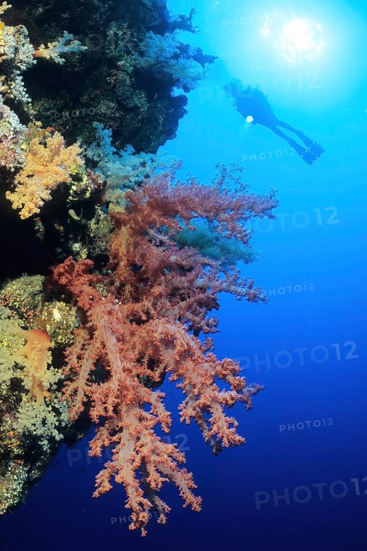 Backlit shot of silhouette of diver hovering with underwater lamp on steep wall of coral reef looking at large trunks of soft corals (Dendronephthya), Red Sea