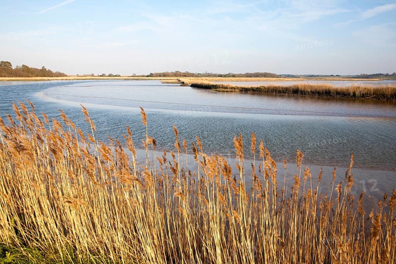 Reeds growing on the tidal estuary of the River Alde at Snape, Suffolk, England, United Kingdom, Europe
