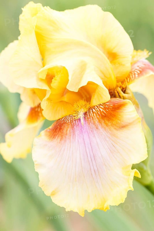 Beautiful multicolored iris flower bloom in the garden. Close up, fragility and summer concept