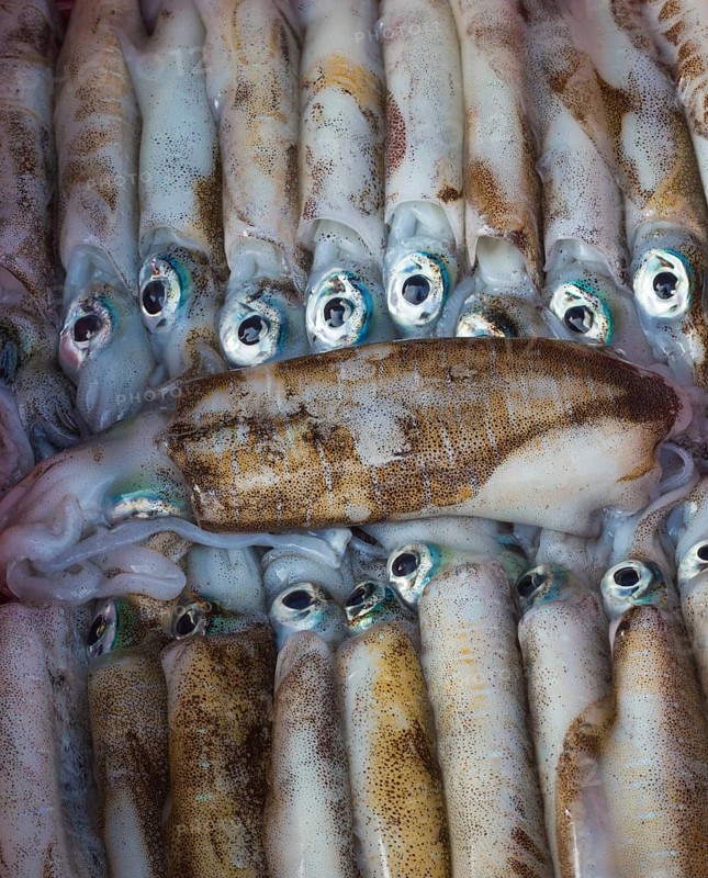 Fresh little squids on the ice in the market