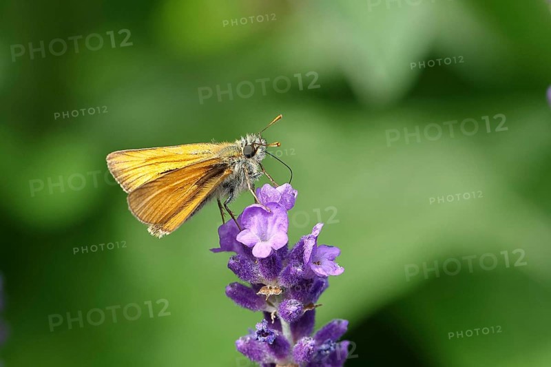 Large skipper (Ochlodes venatus), collecting nectar from a flower of Common lavender (Lavandula angustifolia), close-up, macro photograph, Wilnsdorf, North Rhine-Westphalia, Germany, Europe