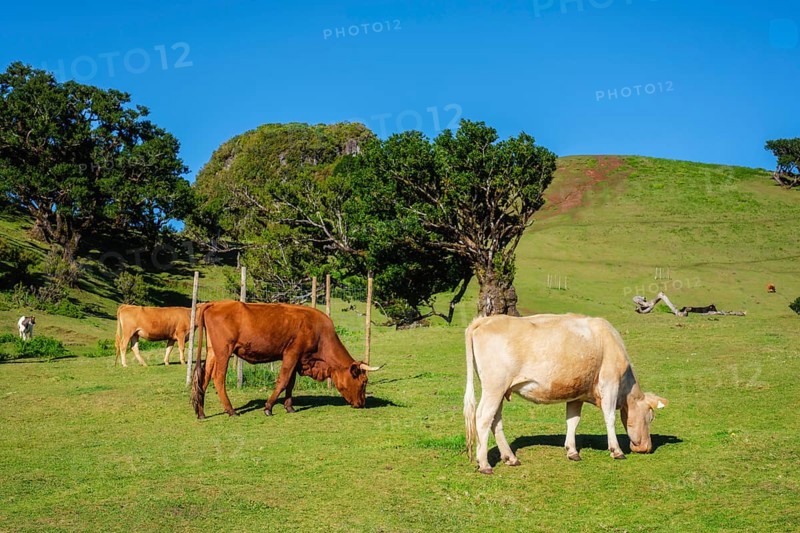 Cows in fantastic magical idyllic Fanal Laurisilva forest with centuries-old til trees. Madeira island, Portugal, Europe