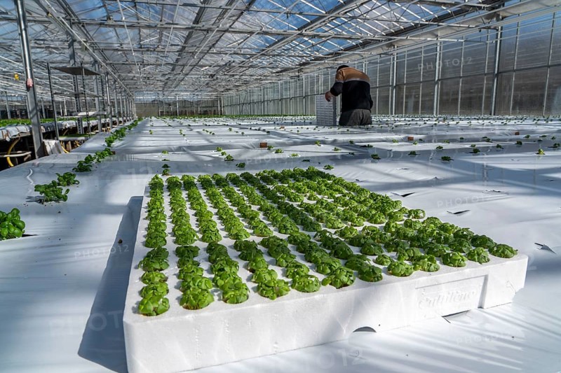 Agriculture, herb gardening, basil young plants, in pressed pots, with growing soil and nutrients, are planted in beds in a greenhouse
