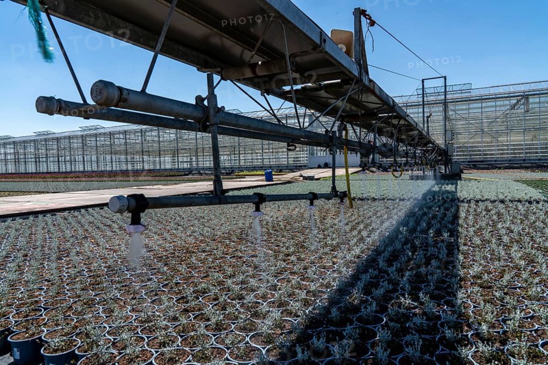 Horticultural business, irrigation with a sprinkler system, mobile on wheels in the open air, various types of potted plants grow here to be sold in flower shops, supermarkets, DIY stores, garden centres, North Rhine-Westphalia, Germany, Europe