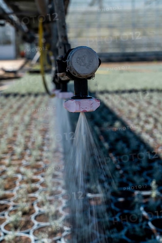 Horticultural business, irrigation with a sprinkler system, mobile on wheels in the open air, various types of potted plants grow here to be sold in flower shops, supermarkets, DIY stores, garden centres, North Rhine-Westphalia, Germany, Europe