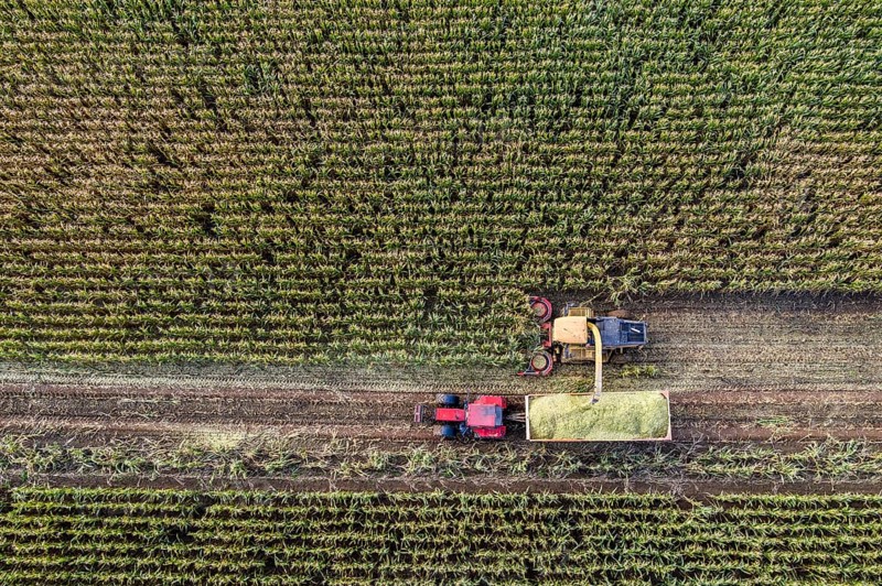 Maize harvest, combine harvester, chopper works its way through a maize field, the silage is pumped directly into a trailer, serves as cattle feed, Lower Rhine, Rees, North Rhine-Westphalia, Germany, Europe