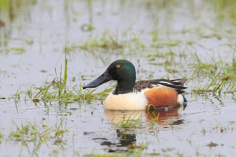 Shoveler (Spatula clypeata) in a wet meadow, spring, wildlife, Hüde, Ochsenmoor, Lake Dümmer, Hüde, Lower Saxony, Germany, Europe