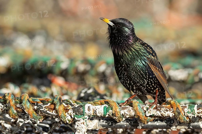 Common starling (Sturnus vulgaris) adult bird singing on a lobster fishing pot in a urban harbour, Dorset, England, United Kingdom, Europe