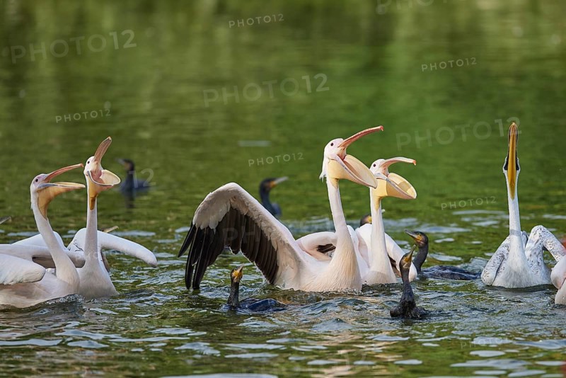 Great white pelican (Pelecanus onocrotalus) on a lake, captive