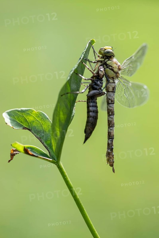Southern Hawker (Aeshna cyanea) with exuviae, Emsland, Lower Saxony, Germany, Europe