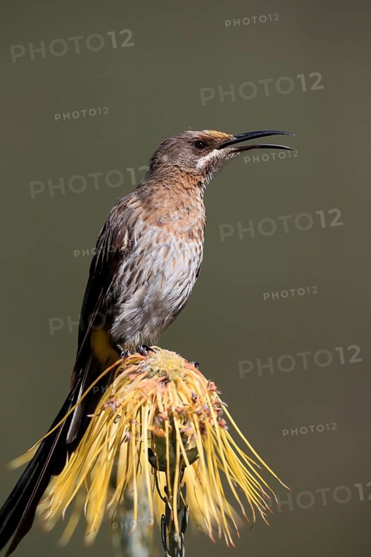 Cape Honeybird (Promerops cafer), adult, male, singing, on flower, Protea, Kirstenbosch Botanical Gardens, Cape Town, South Africa, Africa