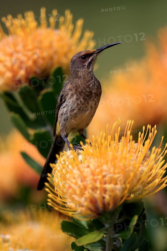 Cape Honeybird (Promerops cafer), adult, female, on flower, Protea, vigilant, Kirstenbosch Botanic Gardens, Cape Town, South Africa, Africa
