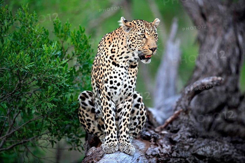 Leopard (Panthera pardus), adult, tree, Sabi Sand, Private Game Reserve, Kruger, National Park, Kruger National Park, South Africa, Africa