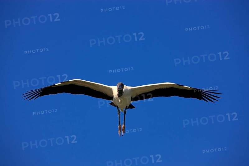 Wood stork (Mycteria americana), adult, flying, Florida, USA, North America