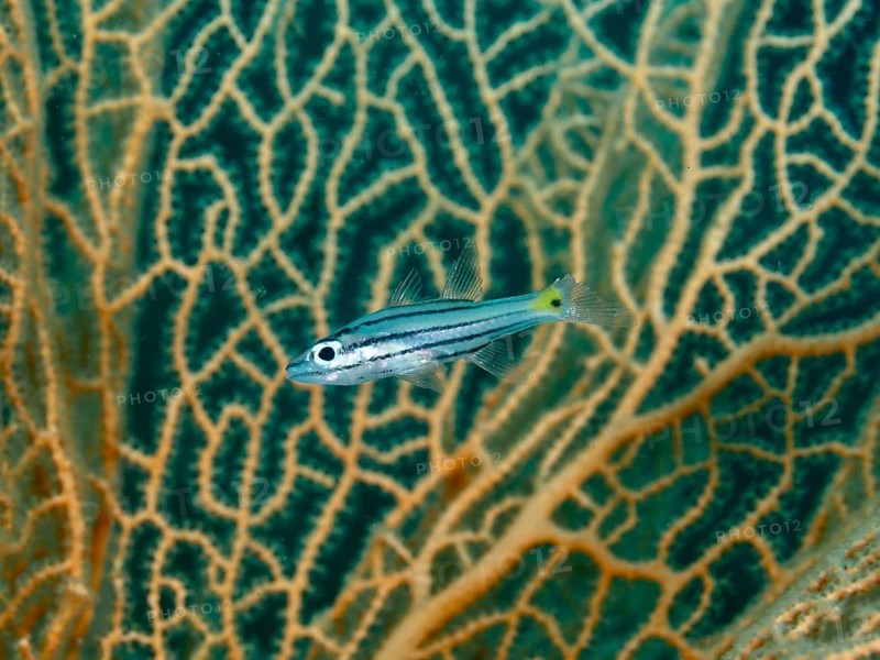 A striped fish, five-line cardinalfish (Cheilodipterus quinquelineatus) in front of giant fan coral (Annella mollis), dive site Gondol Bay, Gondol, Bali, Indonesia, Asia