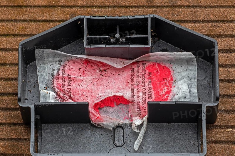 Open mouse bait station showing nibbling traces on bag with Brodifacoum rodenticide, poisonous paste as poison to exterminate mice in and around house