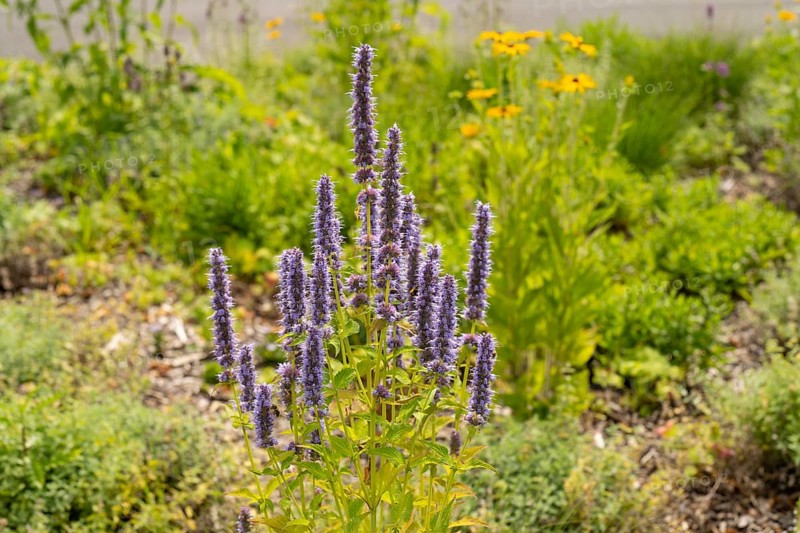 Scented nettle (Agastache), flower bed, Dülmen, Münsterland, North Rhine-Westphalia, Germany, Europe
