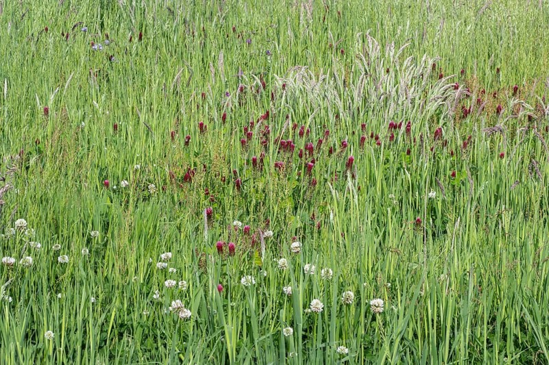 Incarnate clover (Trifolium incarnatum) and white clover (Trifolium repens), Emsland, Lower Saxony, Germany, Europe