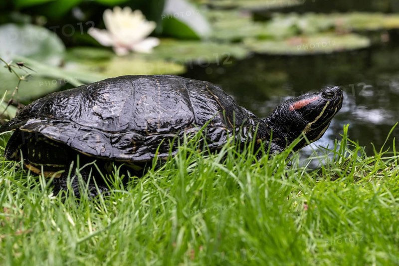 Red-eared slider (Trachemys scripta elegans), Emsland, Lower Saxony, Germany, Europe