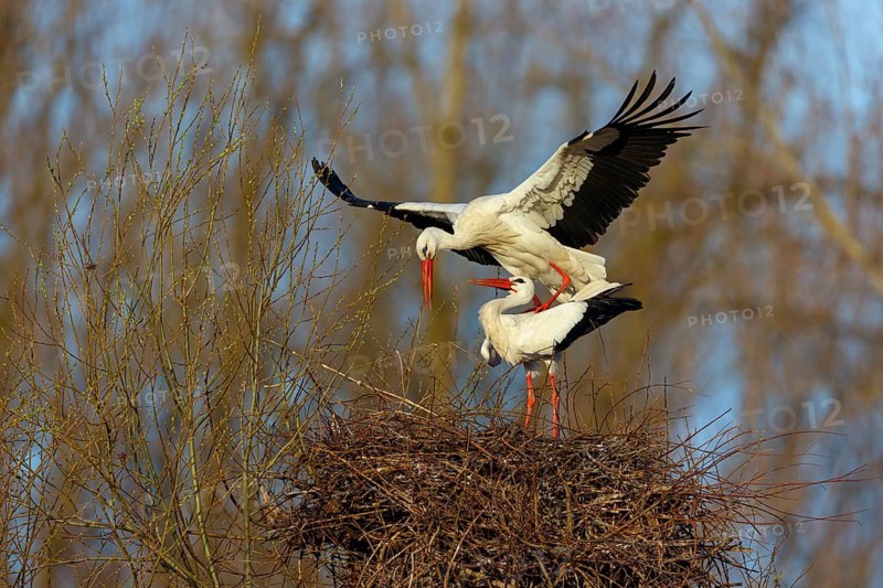 White stork (Ciconia ciconia), stork marriage, mating, copula, Altlu?heim, Germany, Europe