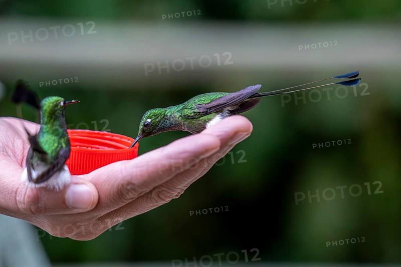 White-booted racket-tail (Ocreatus underwoodii), sitting on a hand, Mindo Forest Reserve, Mindo, Ecuador, South America