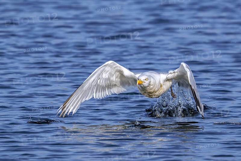 European herring gull (Larus argentatus) adult seagull taking off from sea water surface along the North Sea coast in summer