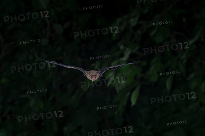 Common pipistrelle (Pipistrellus pipistrellus) hunting insects in front of deciduous forest, Brandenburg, Germany, Europe
